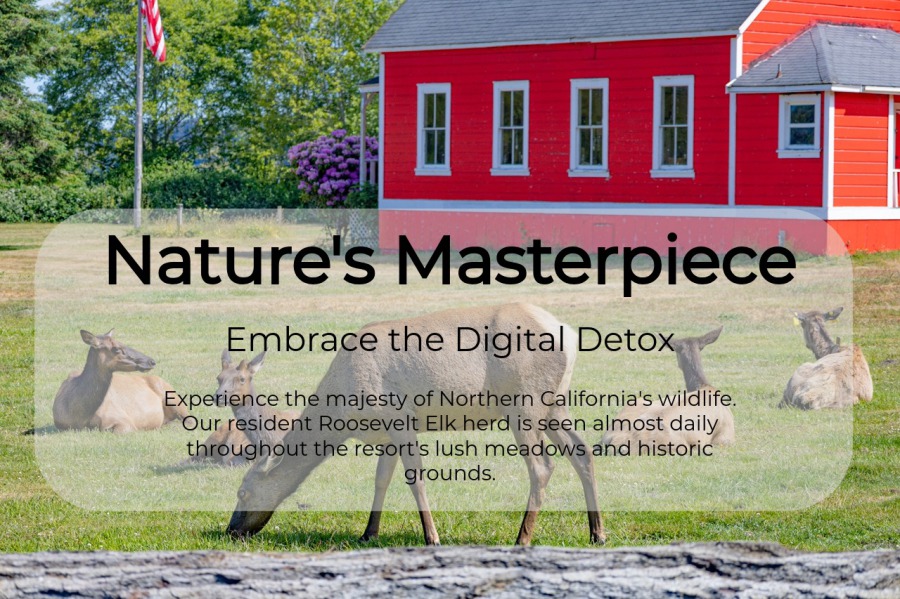 Roosevelt Elk in front of the Red Schoolhouse